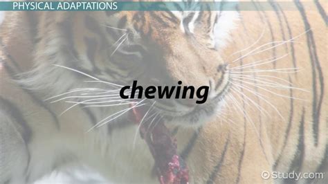 Carnivores Around The World 2025 𝚆𝚊𝚝𝚌𝚑 On Entertainment Platforms
