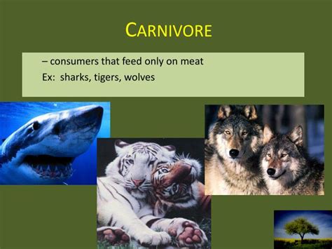 Carnivores Around The World 2025 𝚆𝚊𝚝𝚌𝚑 On Multiple Devices
